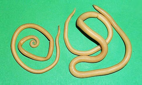 Roundworms are parasites that can damage the human body