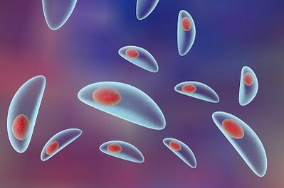 protozoan parasites of human toxoplasma