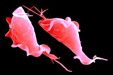 protozoan trichomonase parasites