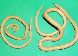 worms