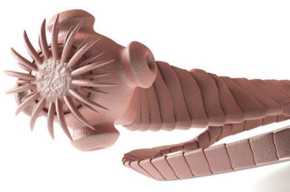 parasite from the human body